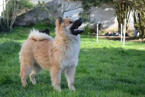 Eurasier  Achille photo 2