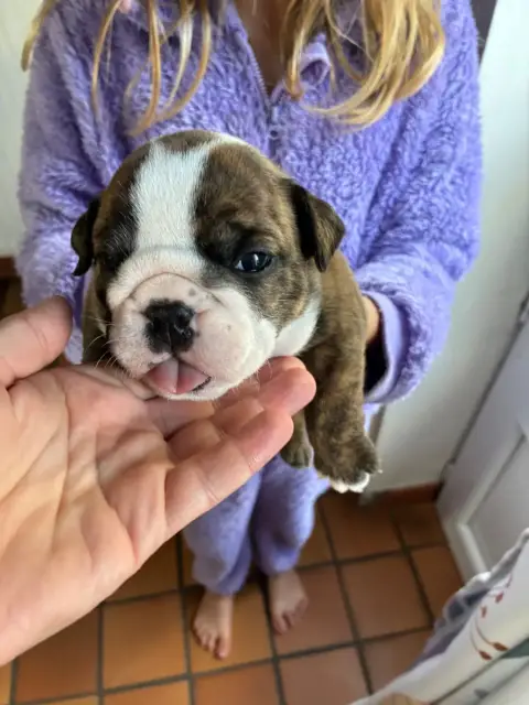 Bulldog Anglais  Chiot N°3 Des Minis Trésors De Julia 097d4 photo 3