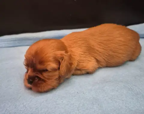 Cavalier King Charles Spaniel 
                       6523a