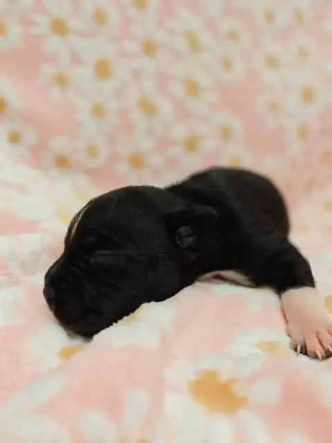 Staffordshire Bull Terrier  Femelle 02 The Black Of M 39f69