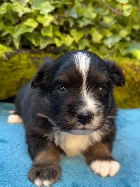 Berger Américain Miniature  Chiot N°2 De La Cour Des  dff56 photo 3