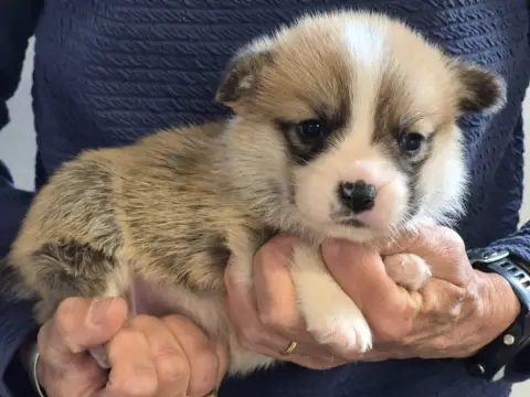 Welsh Corgi Pembroke  B... De Paline