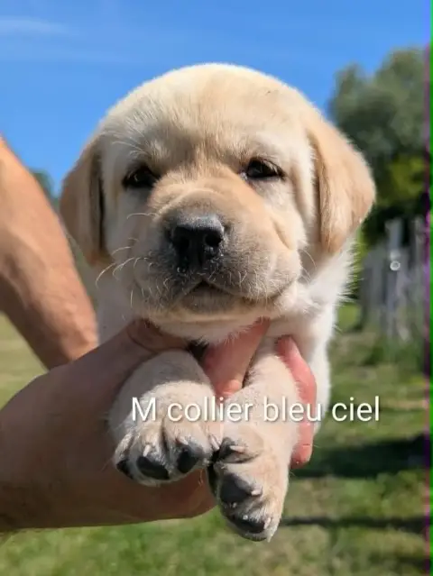 Labrador Retriever photo 2