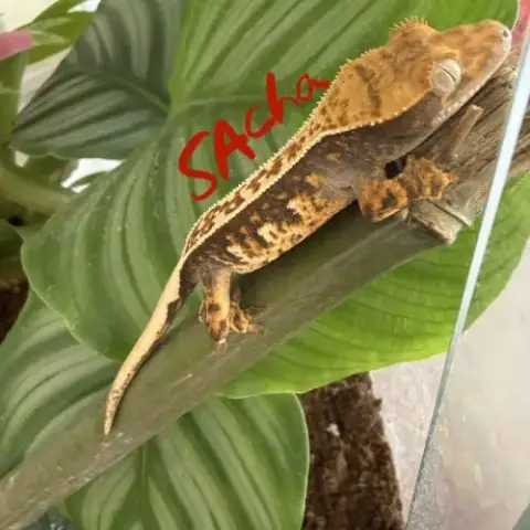 Jeune Gecko Ciliatus Tricolore Arlequin