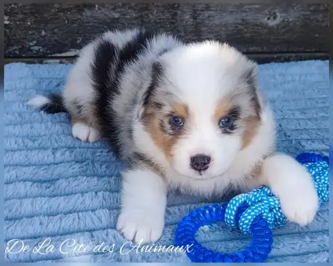 Berger Australien  Baby Boy De La Cité Des Animaux photo 2