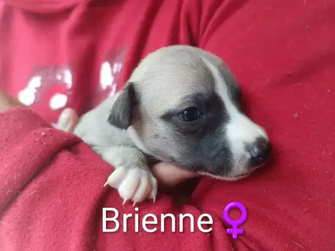 Whippet  Brienne Hakuna'Matata Kipepeo