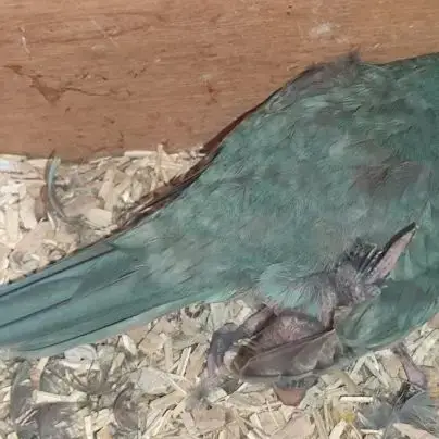 Jolie Couple De Kakariki Bleu Reproducteur