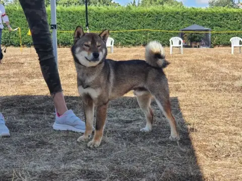 Shiba  Amasa Of Neko- photo 3