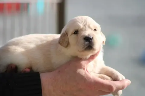 Golden Retriever  Chiot N°4 Des Romarins De Mayerling 5d1bf photo 3