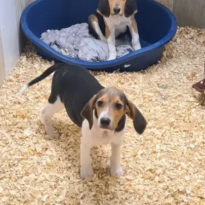 Chiots  Anglo Français De Petite Venerie
