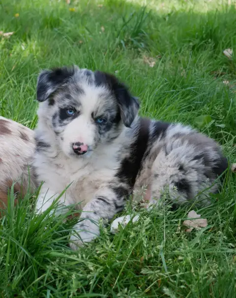 Border Collie  Bernard photo 2
