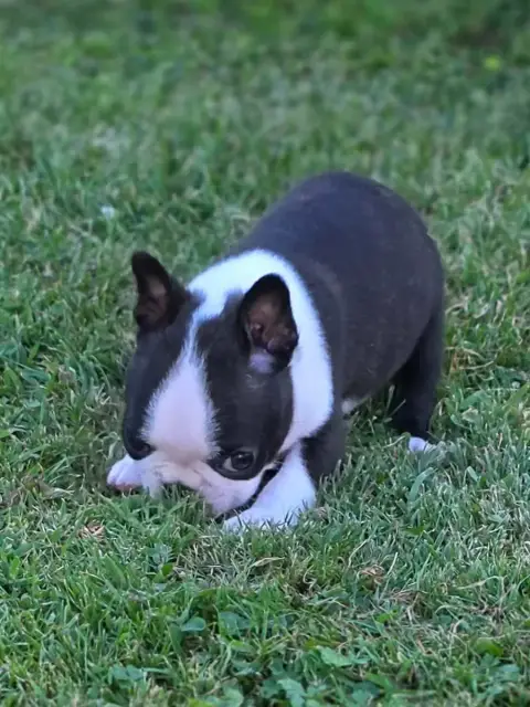 Boston Terrier  Balto Du Domaine De La Cour Souverain 847e6 photo 3
