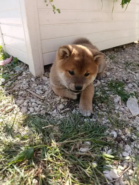 Shiba  Chiot Fauve Des Plaines D'Ardennie photo 2