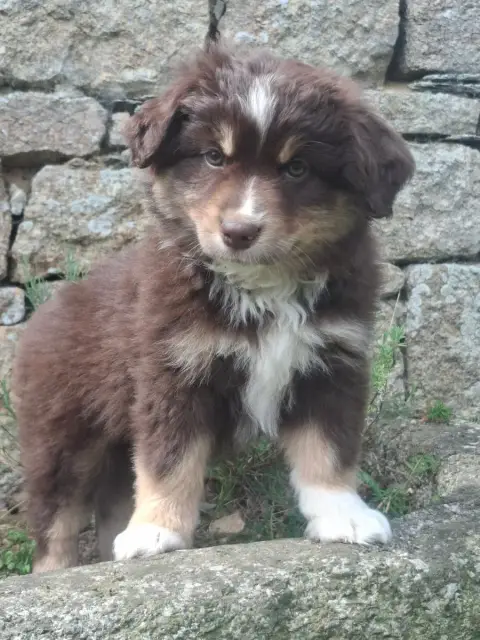 Berger Américain Miniature  Chiot Bam photo 2