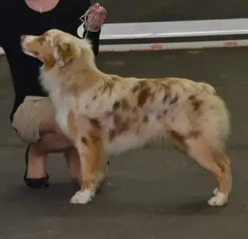 Berger Australien  Balou Du Domaine De Country photo 3