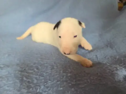Bull Terrier  Chiot 3 By The Wall photo 2