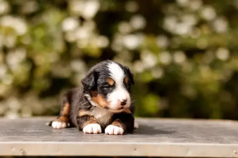Bouvier Bernois  Chiot 3 De La Vallée De L'Hyrome