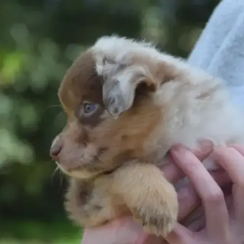 Chiots Willyfriend Lof