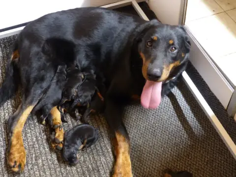Berger De Beauce  Chiot 7 Du Royaume D'Elsa