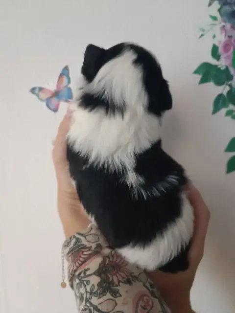 Shih Tzu  Chiot 4 Du Paradis Bleu Indigo photo 2