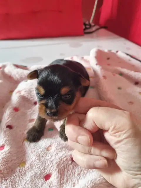 Yorkshire Terrier  Benjy-