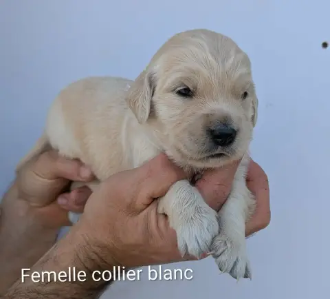 Golden Retriever photo 2