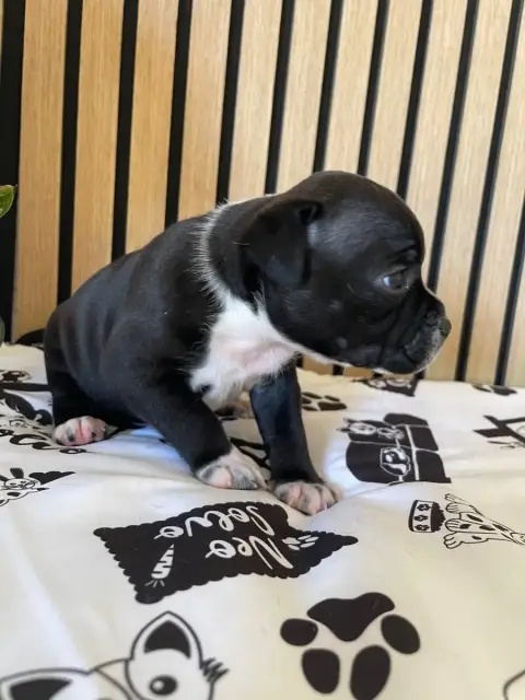 Staffordshire Bull Terrier  Chiot N°3 Of The Bubble S 02a67 photo 3