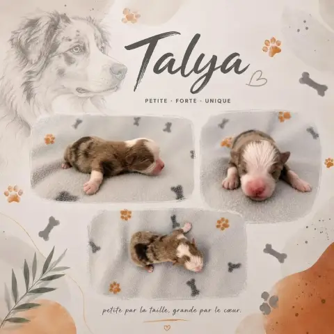 Berger Américain Miniature  Talya Du Domaine Des Bell b0d66