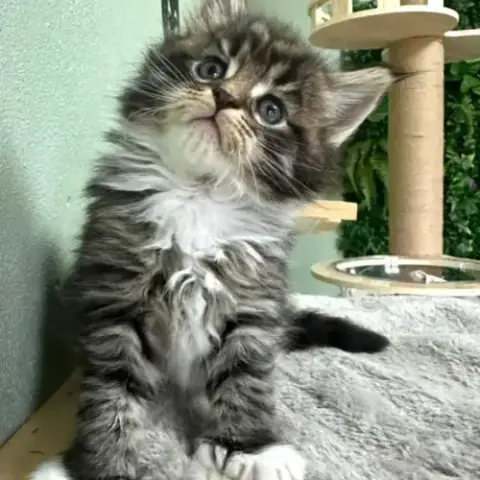Magnifiques Chatons Maine Coon Polydactiles