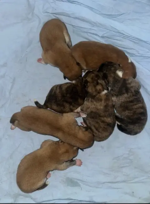 Akita  Chiot 2 Bringé Clair Du Clos Des Chtis photo 2