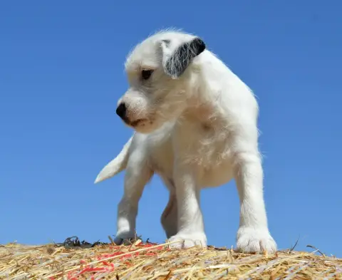 Parson Russell Terrier 
                        Black af1f8 photo 2