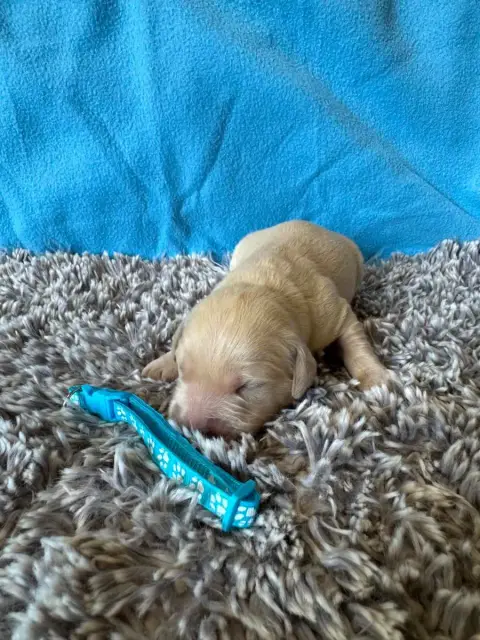 Golden Retriever  Collier Bleu Ciel Des Gardiennes De b4d3e