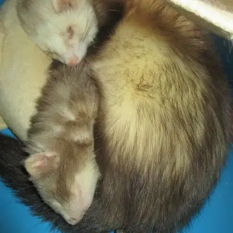 Saillie Furet