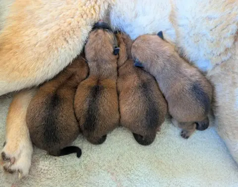 Shiba  Chiot N°3 Du Mas De L'Aspic