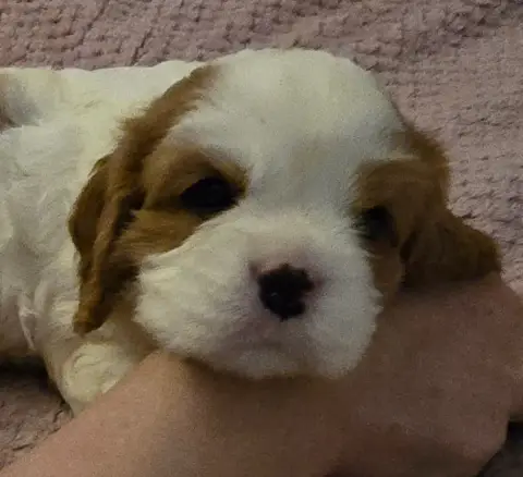 Cavalier King Charles Spaniel  Chiot N°1 Du Domaine D a90b5