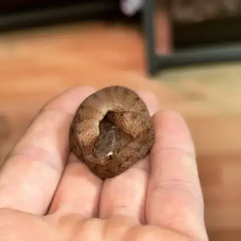 Pareas Carinatus