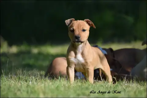American Staffordshire Terrier  F1 Blissfull Summer F 5a332