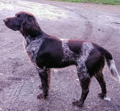 Petit Epagneul De Münster  Chiot N°1 Du Clos De L'Épt e4da3