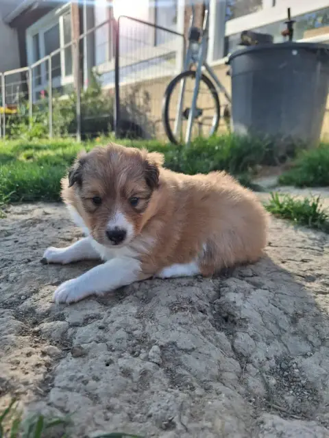 Shetland Sheepdog  Barbie (Collier Rose Foncé) De La  a9e0c
