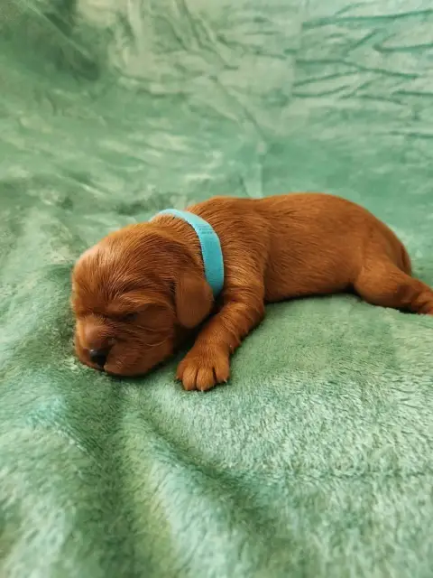 Cavalier King Charles Spaniel  Chiot 5 Du Royaume De  4bb8d photo 2