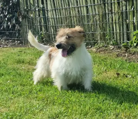 Jack Russell Terrier  Chiot Velcro Du Logis De Beauma 8a021