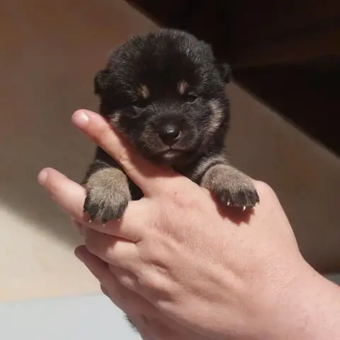Shiba  Chiot 3 Du Lac De Beaulieu