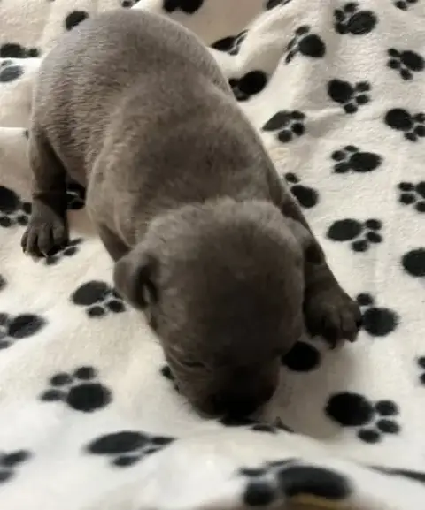 Staffordshire Bull Terrier  Bleu De L'Aube Lyonnaise 24601