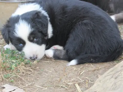 Berger Australien 
                        Chiot N°5  2dbbb photo 3