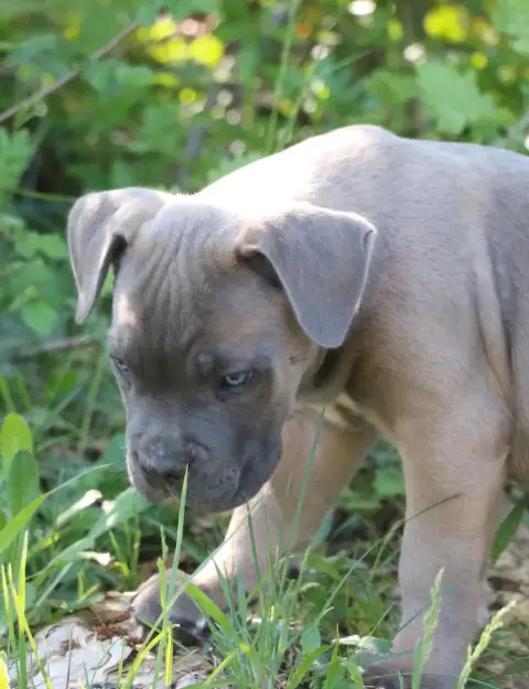 Cane Corso  Bolt Dei Protettori Della Corona photo 3
