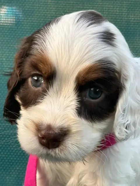 Cocker Spaniel Anglais  Côlier Fuchsia De L'Empereur  c7e95