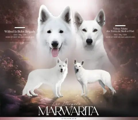 Berger Blanc Suisse  Chiot 10 Legends Of Marwarita
