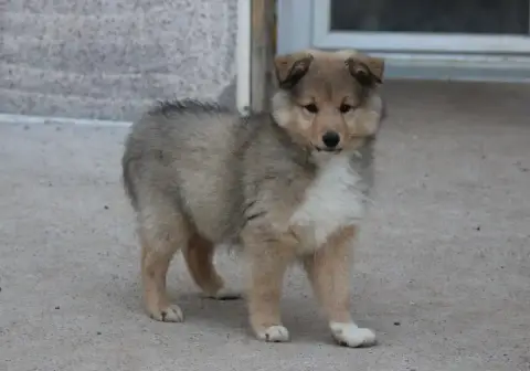 Shetland Sheepdog  Bambou Of Manawan Island