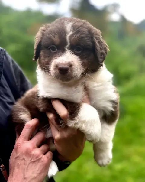 Berger Australien  Chiot N°1 Des Monts De La Gaya Sci c6d99