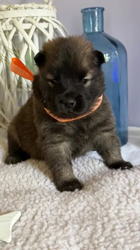 Eurasier photo 2